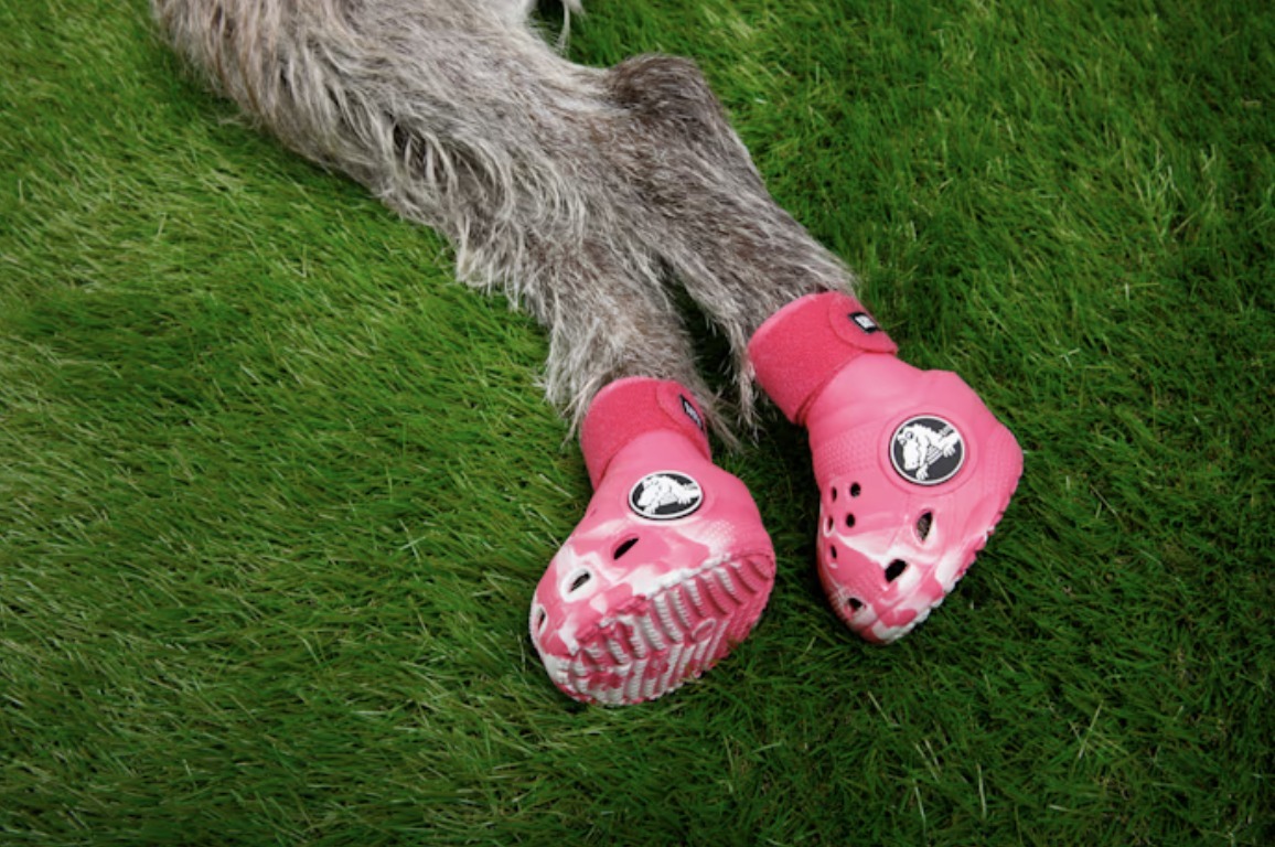 crocs, caini, animale de companie, moda, moda pentru animale de companie