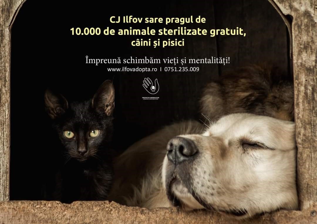 sursa foto: Protecția Animalelor din cadrul Consiliului Județean Ilfov