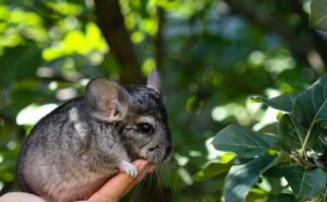 chinchilla