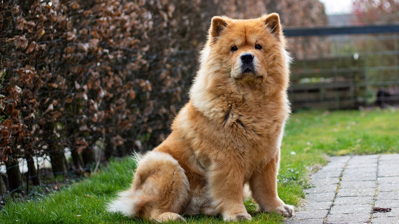 un chow chow intr-o curte