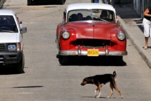 caine travereseaza strada in cuba