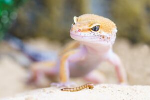 un gecko se uita la un vierme