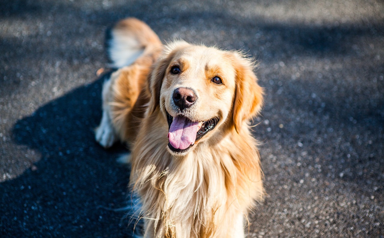 un golden retriever pe asfalt