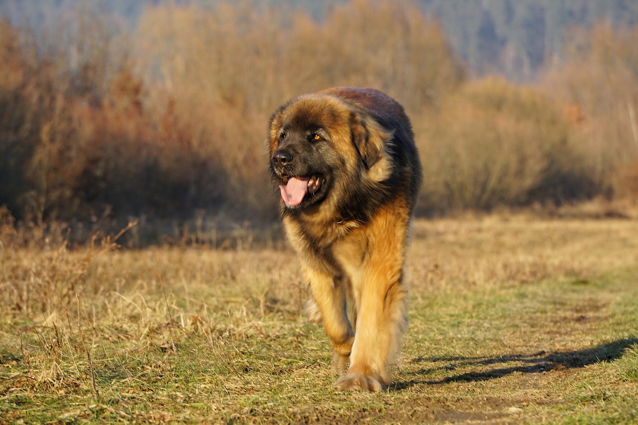 un leonberger se plimba in natura, intr-un peisaj de toamna