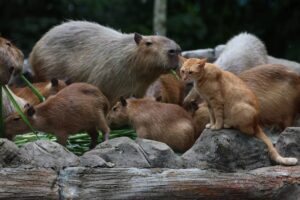 capibara si pisica