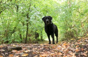 labrador padure