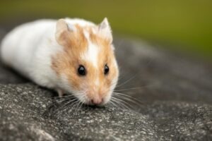 hamster