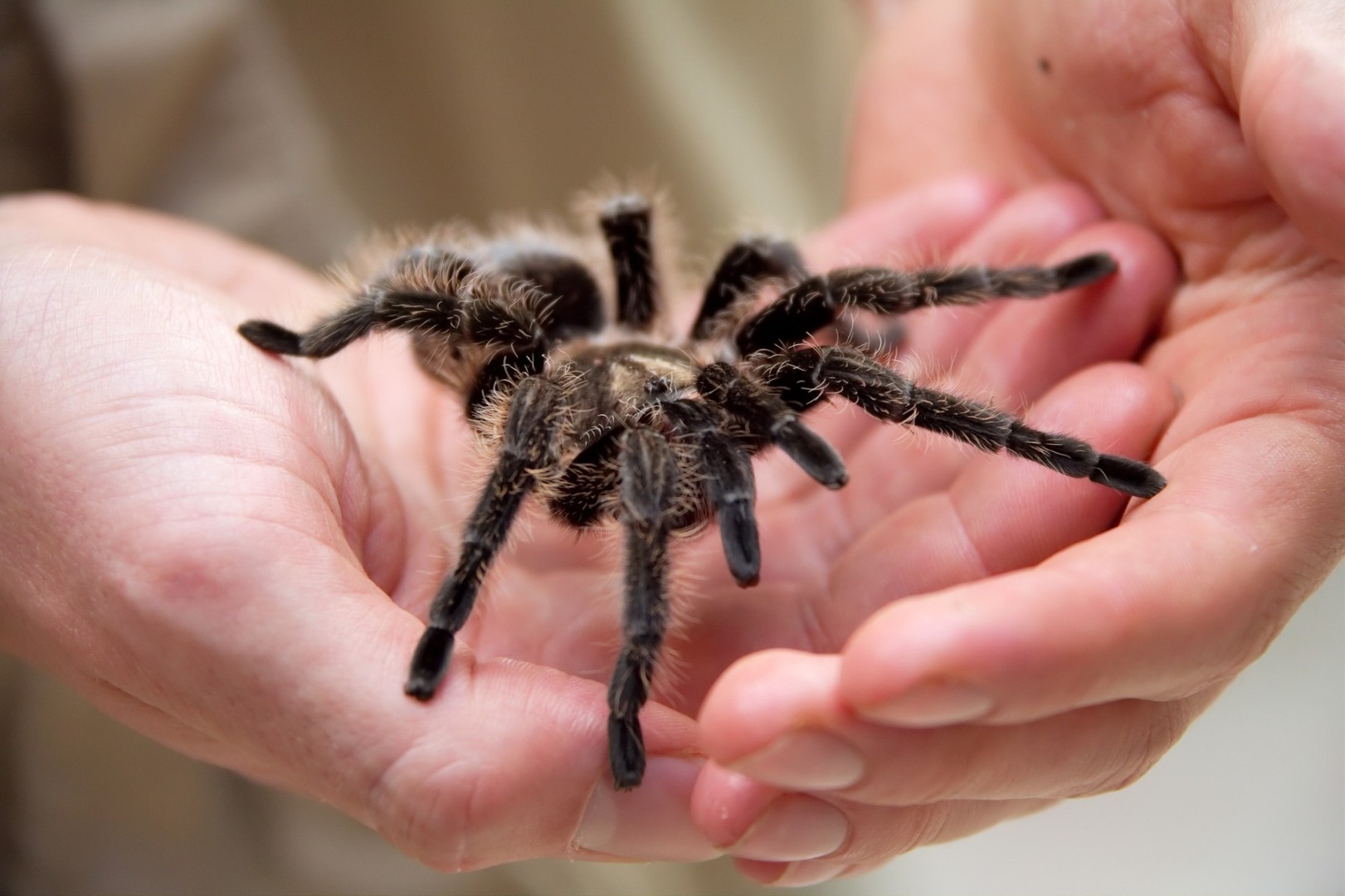 o tarantula este tinuta in palme