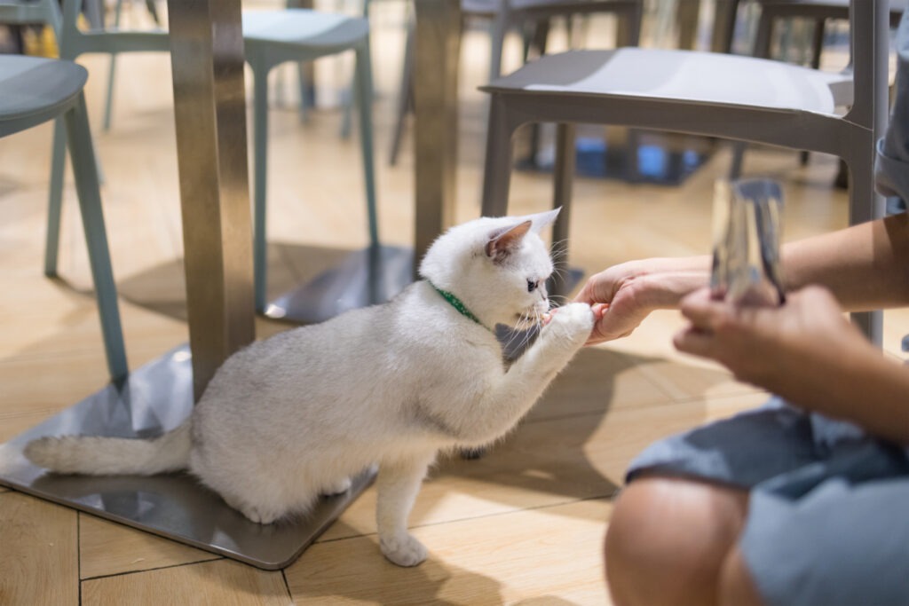 Woman feed snack with cat at coffee shop