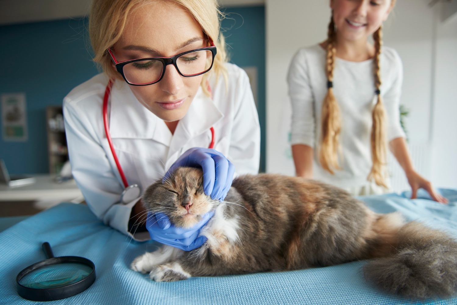 o pisica se afla la veterinar