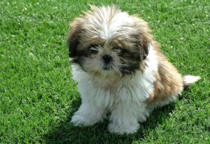 caine Shih Tzu