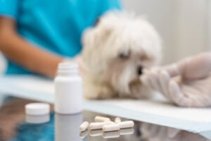 un caine primeste medicamente la un cabinet veterinar