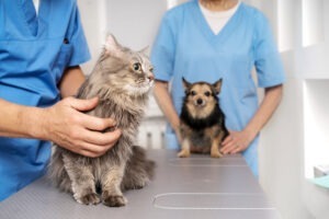 catel si pisica la o clinica veterinara