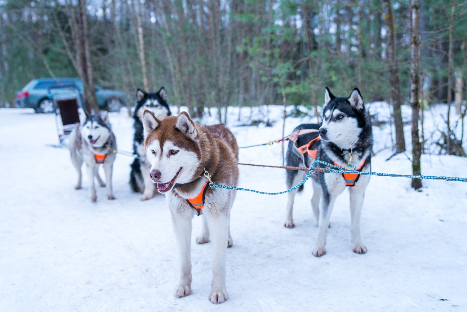 caini husky legati la o sanie