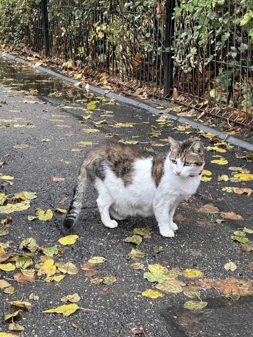 O pisică bătrână în vârstă de aproximativ 17 ani a rămas pe străzi după ce stăpânul ei a murit.