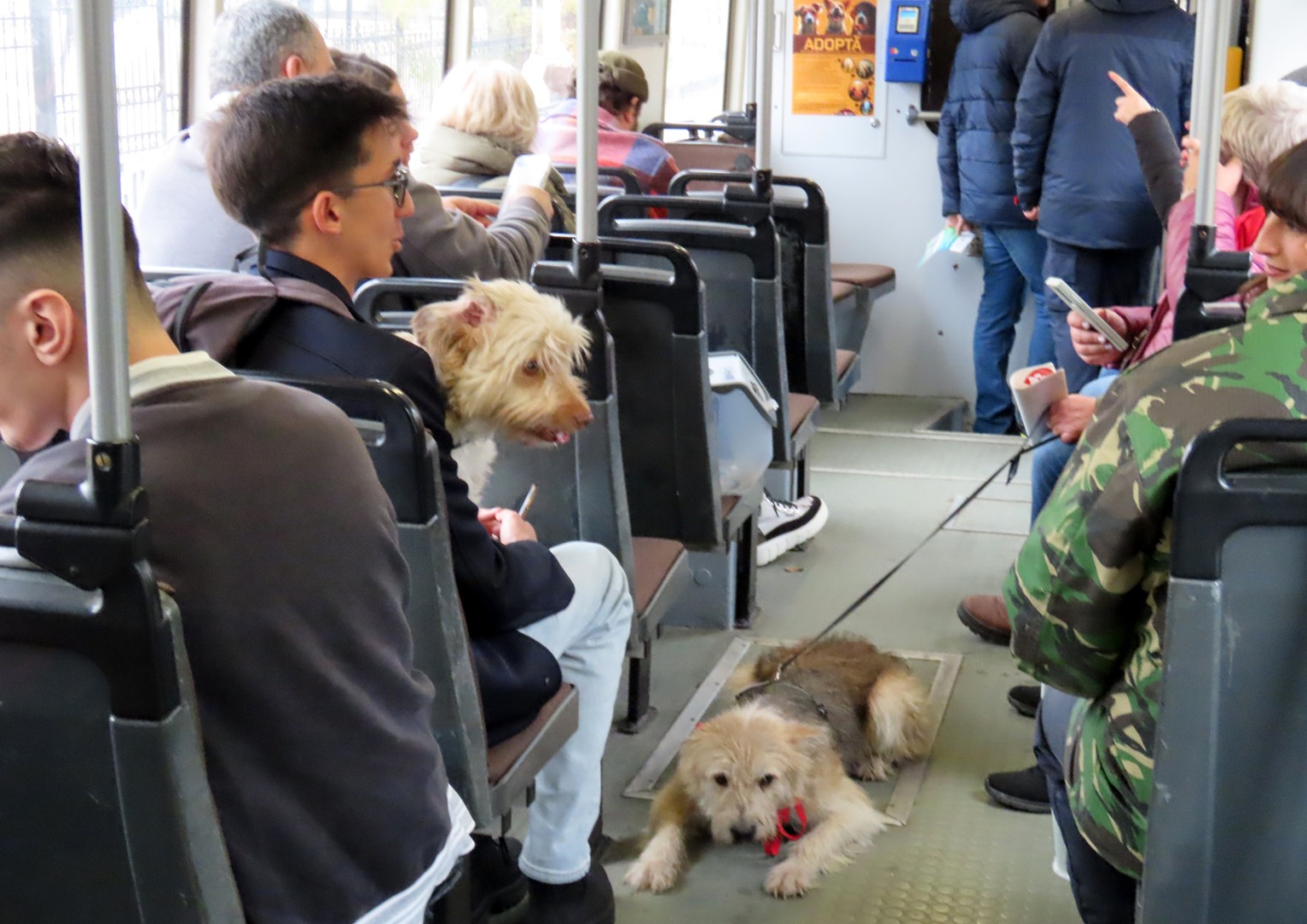 iasi, transport public, tramvai caini 