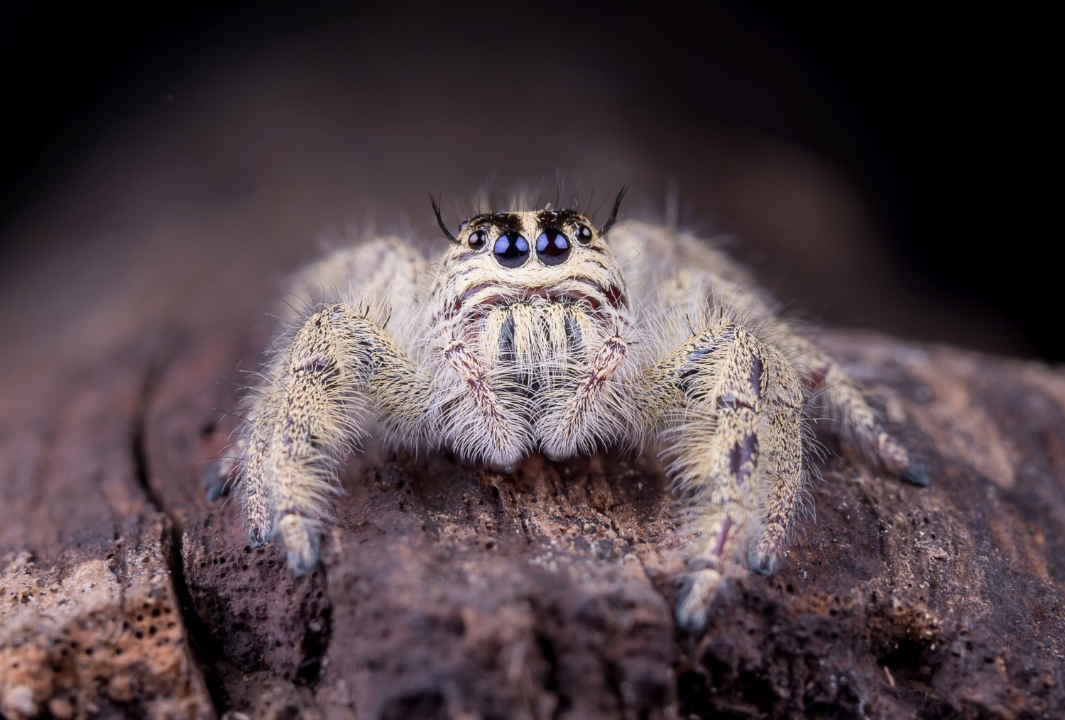 o tarantula fotografiata de aproape, din fata