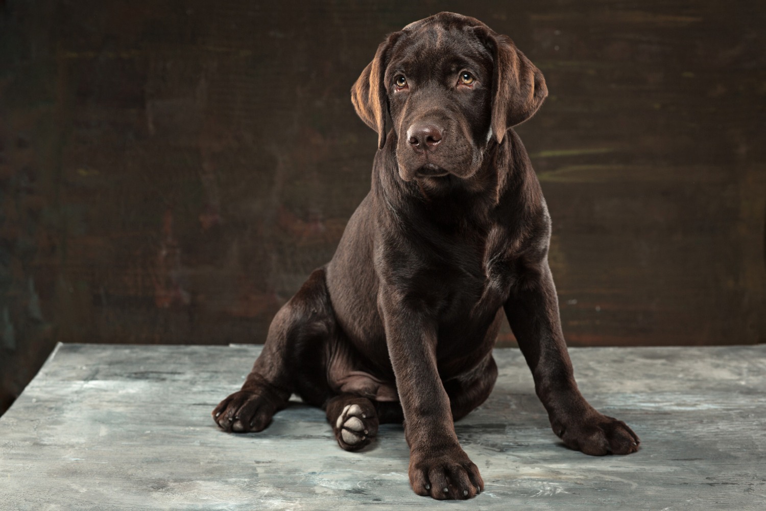 labrador retriever