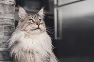 pisică Maine Coon