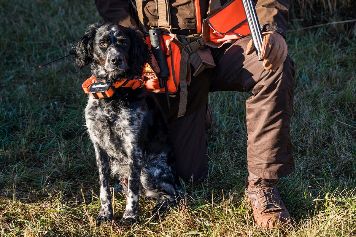 sursa foto: Gun Dog Magazine