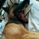 lina-the-malinois-denissa-rotaru