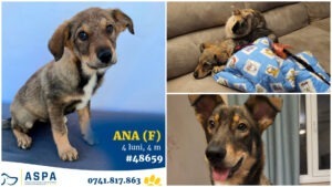 Ana este o cățelușă care a fost adoptată de la un târg ASPA