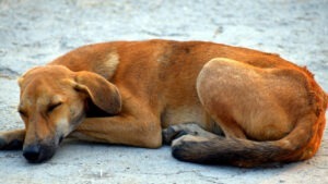 Când vezi un câine maidanez pe stradă, e recomandat să apelezi la Poliția Locală sau la Instituțiile abilitate să se ocupe cu gestionarea câinilor fără adăpost.