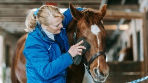 Asemenea omului, un cal în vârstă are nevoie de o atenție sporită în ceea ce privește sănătatea