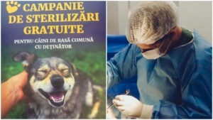 ASPA desfășoară o campanie de sterilizări gratuite pentru câini de rasă comună cu deținător