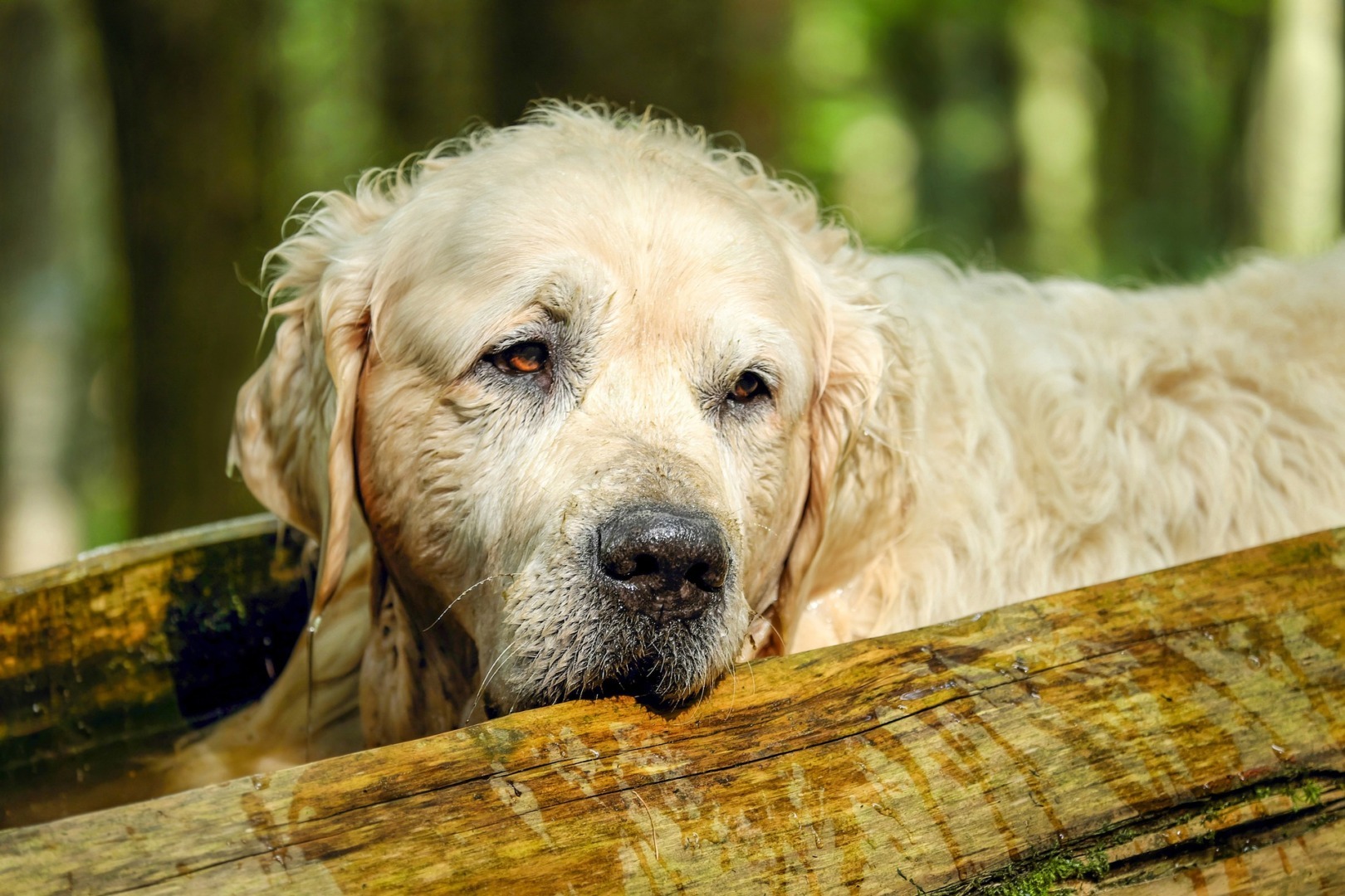 golden retriever batran