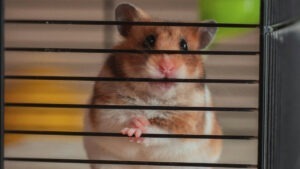 hamster