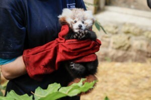 Foto: Edinburgh Zoo