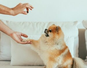 Un cățel care stă pe canapea primește o recompensă