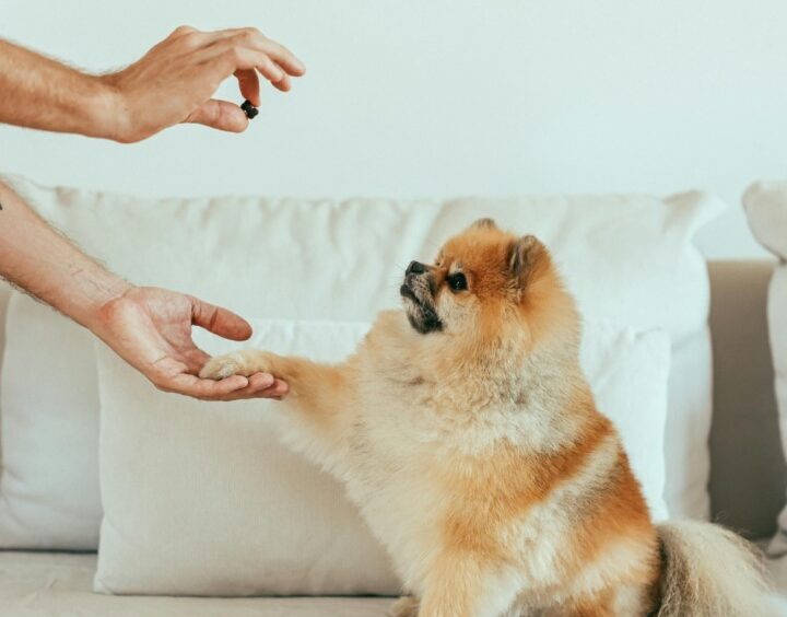 Un cățel care stă pe canapea primește o recompensă