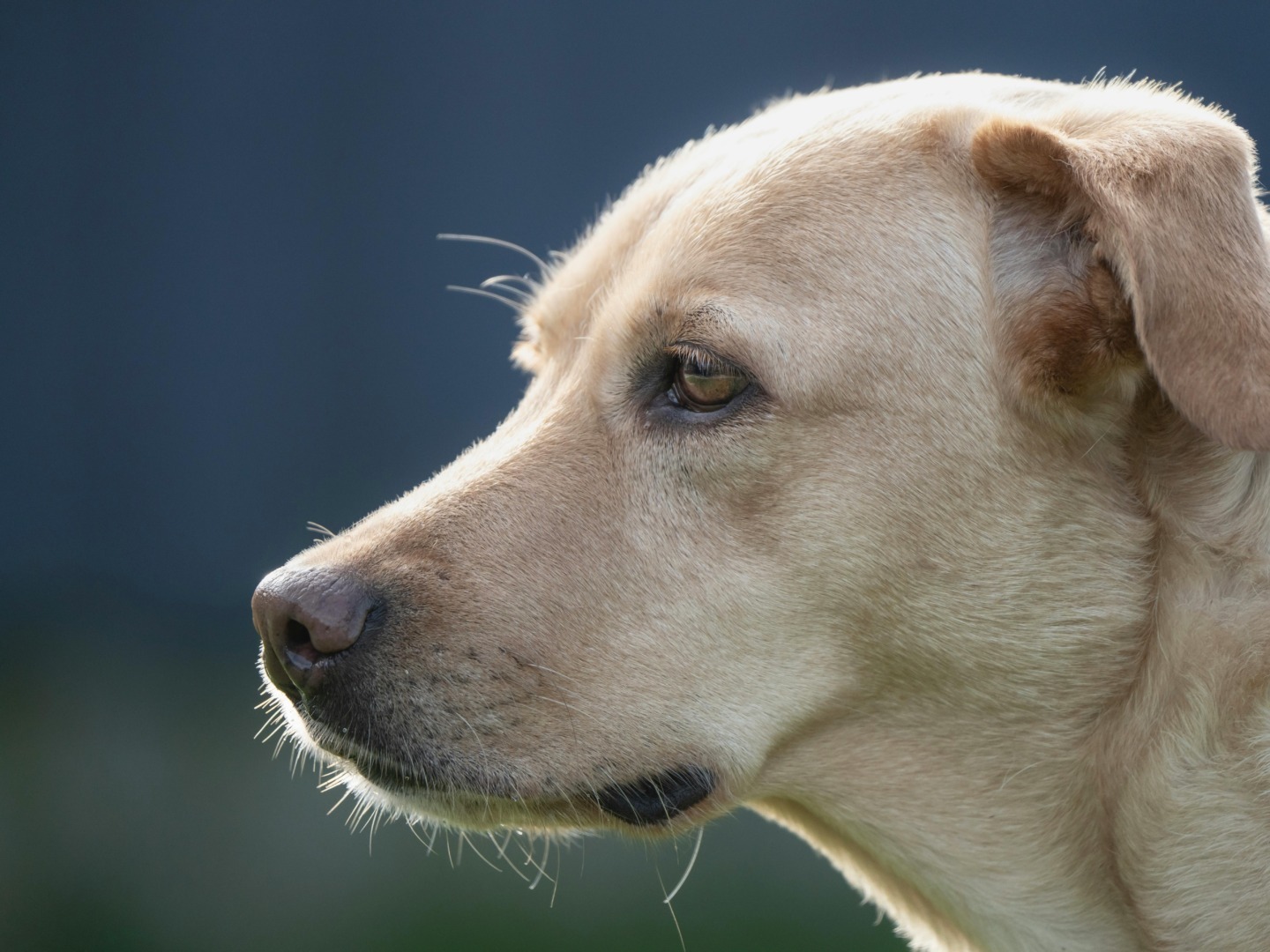 caine, labrador