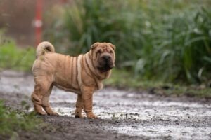 Câinii din rasa Shar Pei sunt predispuși mai multor probleme de sănătate