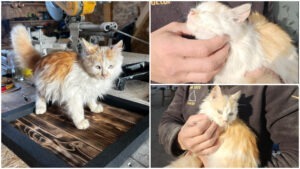 O pisică fără stăpân a fost adoptată