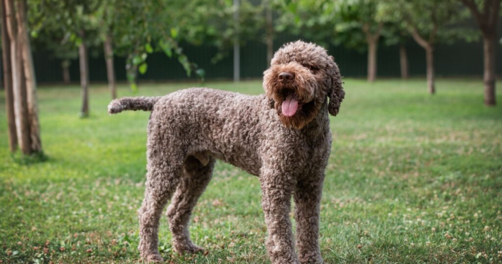 razza-lagotto-romagnolo-1024x538