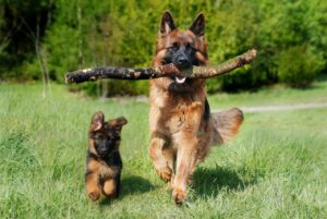 shepherd-dog