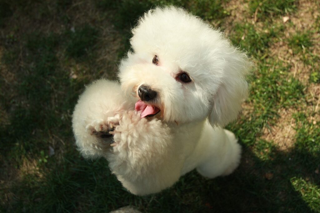 bichon bolognez
