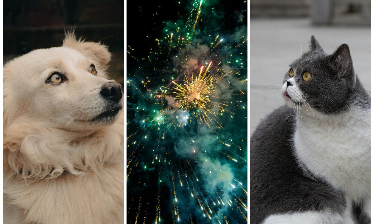 Una dintre cele mai mari platforme de activism online a inițiat o petiție pentru a cere Guvernului și Ministerului de Interne interzicerea folosirii petardelor și a artificiilor de către persoanele fizice.