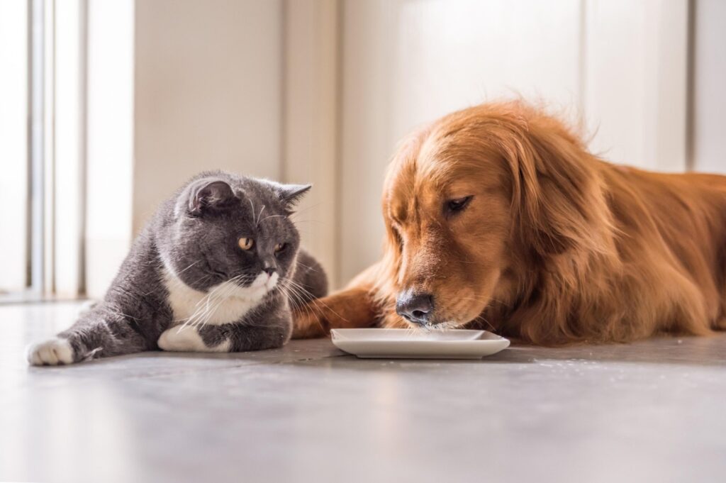 Un câine și o pisică au în față un bol alb.