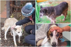 Trei căței seniori au fost adoptați de la Adăpostul Speranța