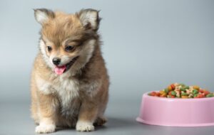 Cățel lângă un bol cu bobițe