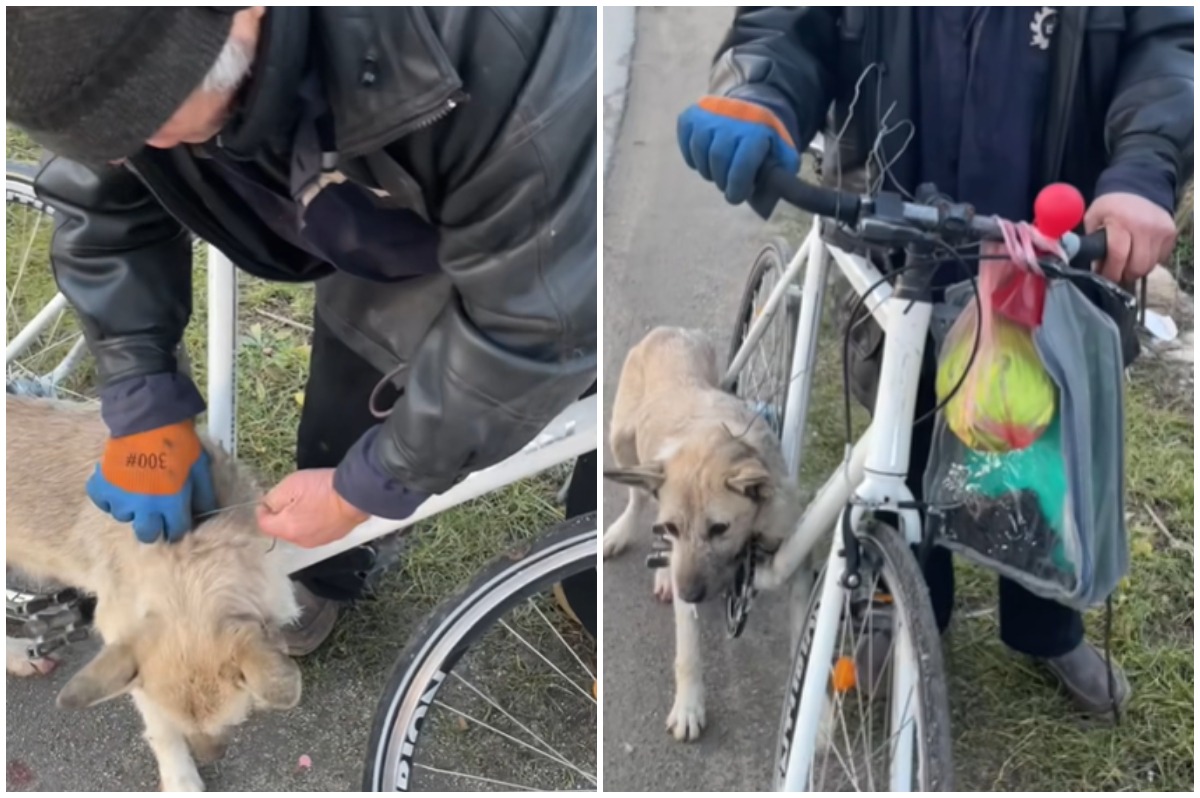 Colaj cu cățelușa legată de o bicicletă