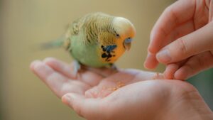 perus in mana care se hraneste