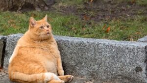 O pisică obeză rezemată de bordură.