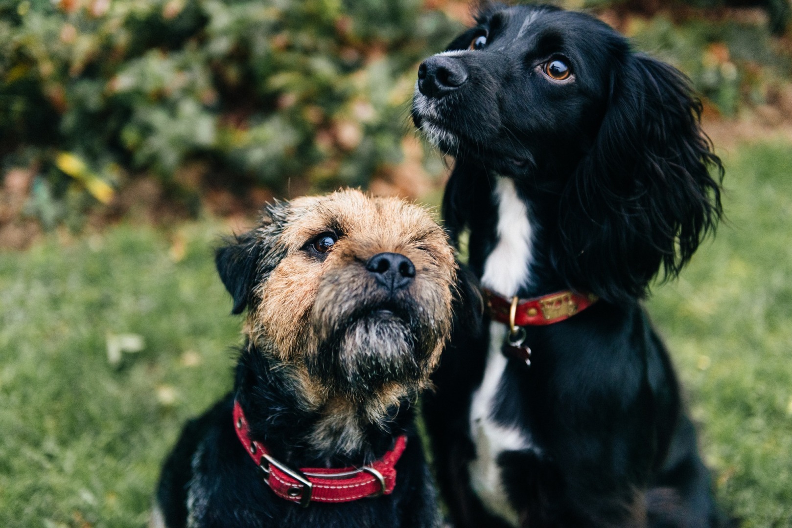 cute-black-spaniel-dog-border-terrier-sitting-grass