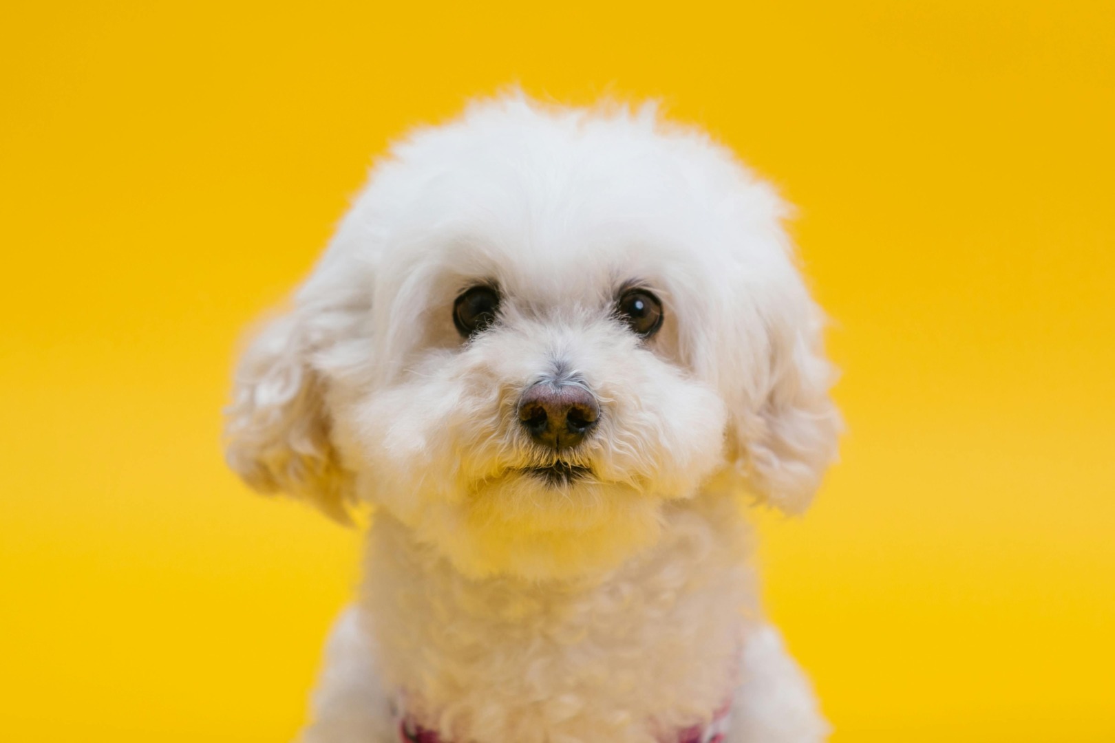 bichon, caine