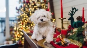 Small white terrier on a decorative christmas table